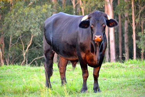 SummerHills Retreat Byron Bay - Accommodation 4U 38