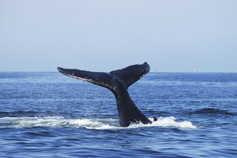 SummerHills Retreat Byron Bay - Accommodation 4U 30