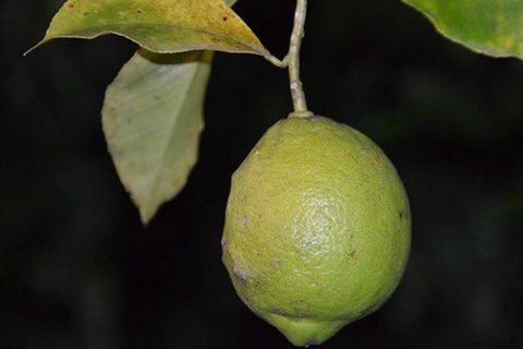 SummerHills Retreat Byron Bay - Accommodation 4U 34