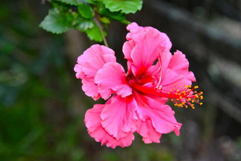 SummerHills Retreat Byron Bay - Accommodation 4U 35