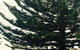 Railway Cottage In Beachport - thumb 13