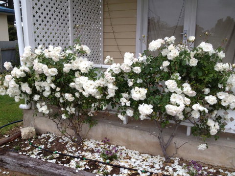 Railway Cottage In Beachport - Accommodation 4U 12