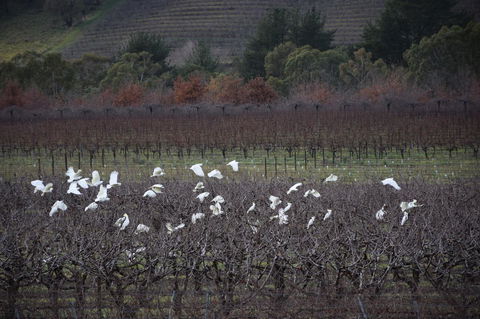 Borrodell Vineyard - Accommodation 4U 32