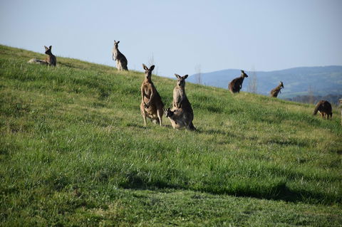 Borrodell Vineyard - Accommodation 4U 33