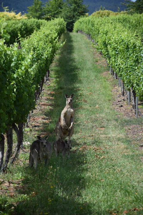 Borrodell Vineyard - Accommodation 4U 31