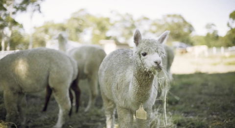 The Woods Farm Jervis Bay - Accommodation 4U 12