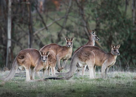 Pound Creek Gallery - Accommodation 4U 25