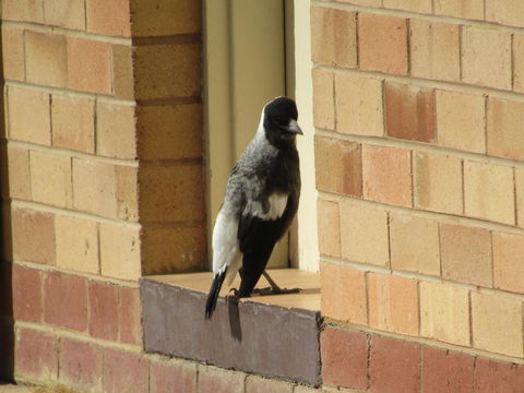 Allonville Gardens Motel - Accommodation 4U 34