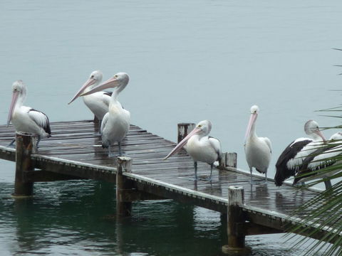 Pelican H2O One & Two Bedroom Apartments - Accommodation 4U 6