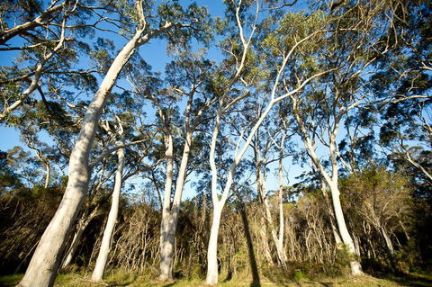 Bush & Bay Cottage - Accommodation 4U 28