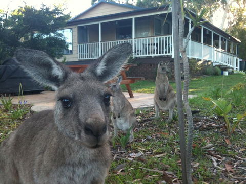 Bush & Bay Cottage - Accommodation 4U 0