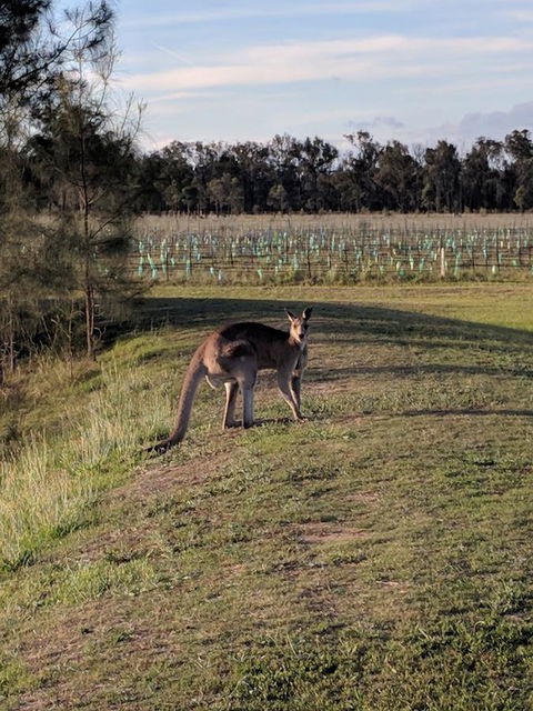 Madigan Wine Country Cottages - Accommodation 4U 7