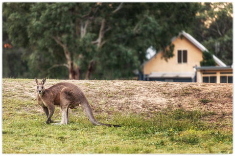 Madigan Wine Country Cottages - Accommodation 4U 4