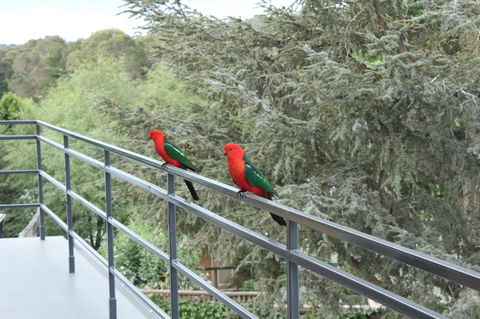 Bundanoon Lodge - Accommodation 4U 7