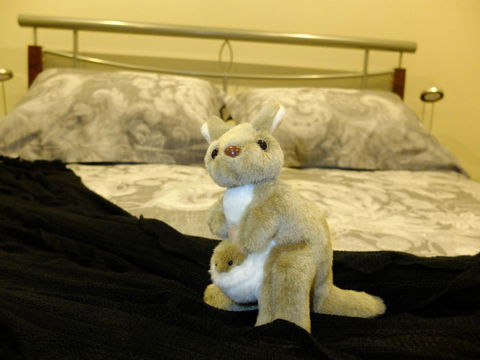 Rock Wallaby - Accommodation 4U 17