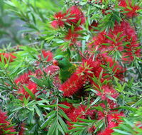 Bottlebrush B  B - Accommodation 4U