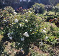 Carisbrook Country Retreat Motel - Accommodation 4U