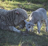 Clandulla Cottages  Farmstay - Accommodation 4U