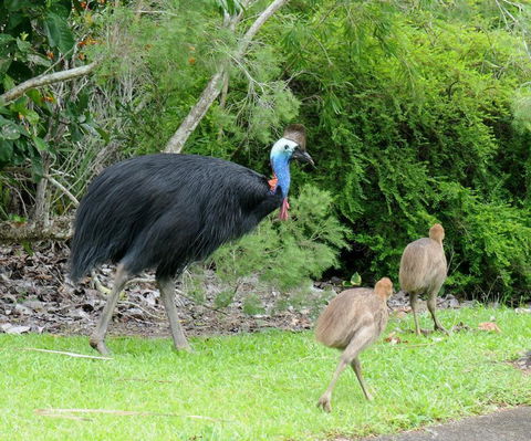 Daintree Rainforest Bungalows - Accommodation 4U 3
