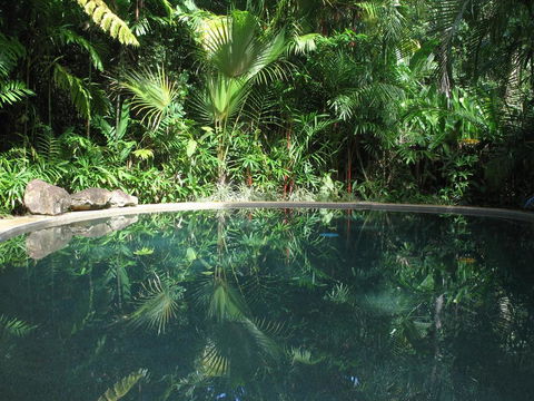 Daintree Rainforest Retreat Motel - Accommodation 4U 0