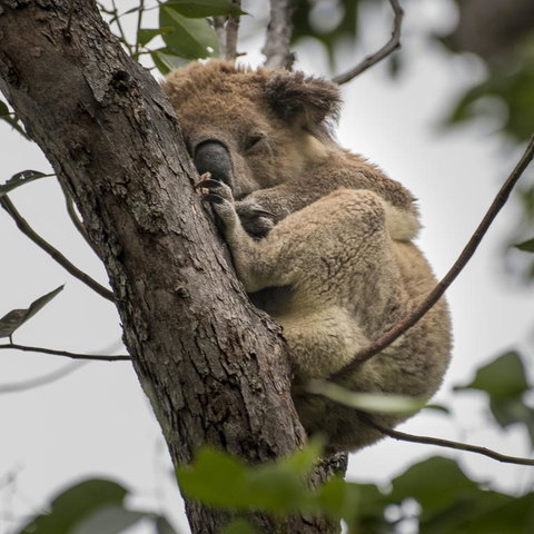 Diamond Waters Caravan Park - Accommodation 4U 3