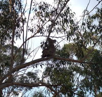 Escape to the Country - Enjoy the firepit or explore magical Bunya Mountains - Accommodation 4U