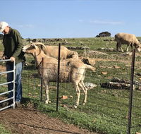 Gilgraves Vineyard Farmstay - Accommodation 4U