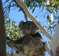 Levi Park Caravan Park - Accommodation 4U