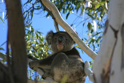 Levi Park Caravan Park - Accommodation 4U 0
