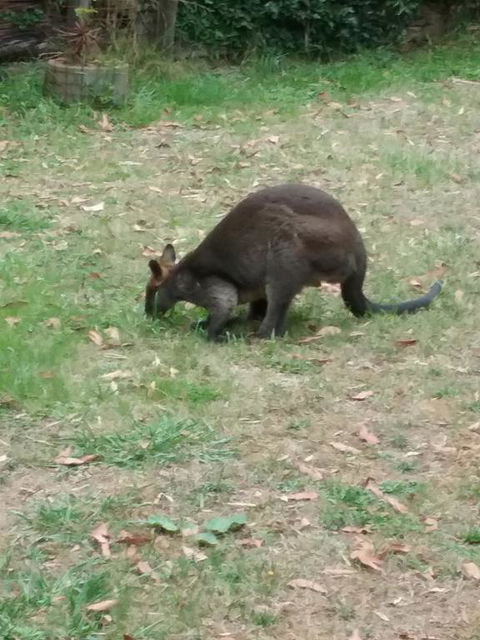 Lyrebird Gully Retreat - Accommodation 4U 1