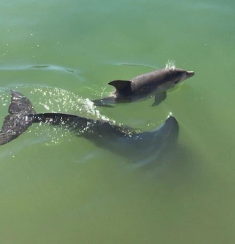Mandurah Dolphin Escape - Accommodation 4U 3