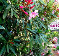 Mercury motor inn - Accommodation 4U