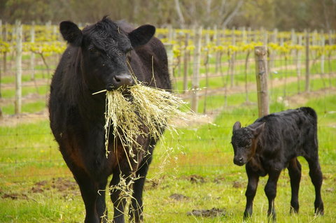 Naimanya Cottage - Accommodation 4U 0