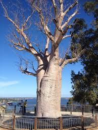 Dunes Scarborough Beach - Accommodation 4U 35