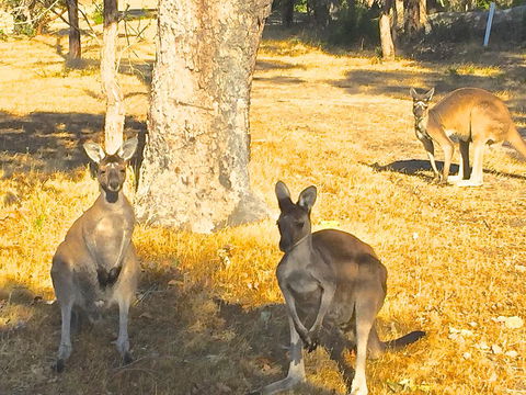 Sandpiper Retreat - Accommodation 4U 37