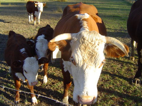 Kangaroo Valley Cottage - Accommodation 4U 18