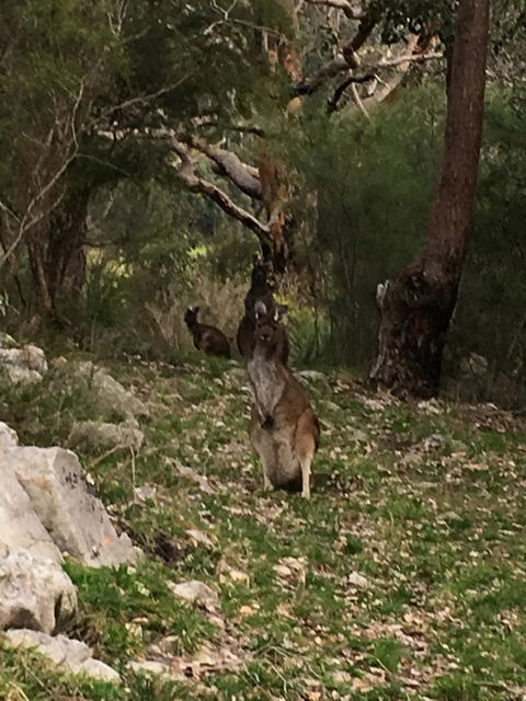 Kangaroo Valley Cottage - Accommodation 4U 17