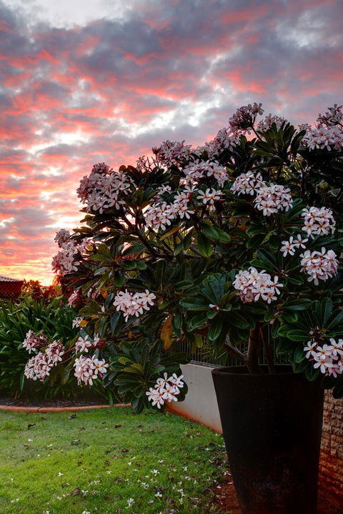 Mantra Frangipani Broome - Accommodation 4U 35