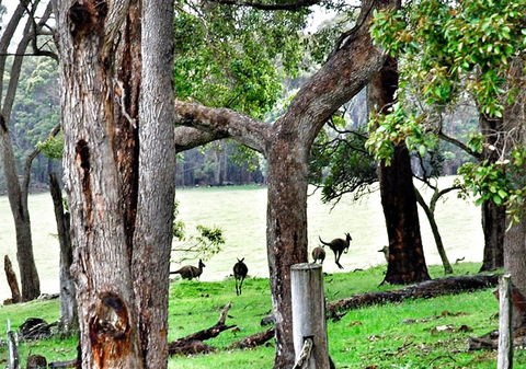 For The Birds Yallingup - Accommodation 4U 22