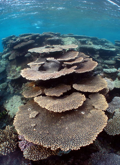 Ningaloo Coral Bay â€“ Bayview - Accommodation 4U 6