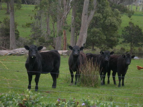 Platypus Park Country Retreat - Accommodation 4U 25