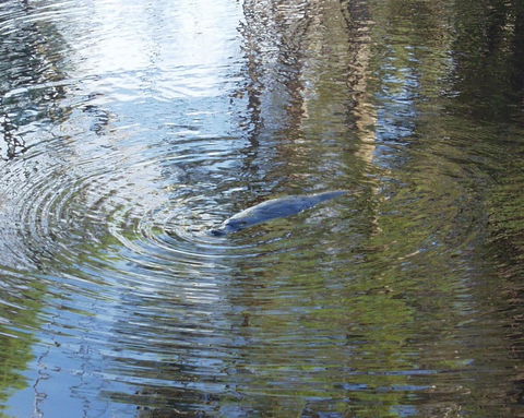 Platypus Park Country Retreat - Accommodation 4U 32