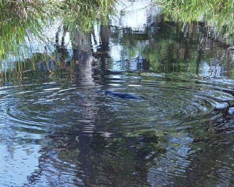 Platypus Park Country Retreat - Accommodation 4U 33