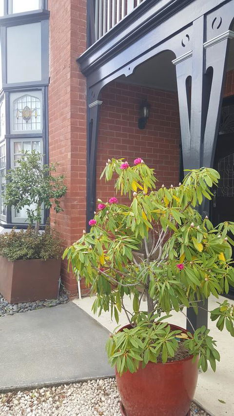 Insomnia On Elizabeth - Accommodation 4U 35