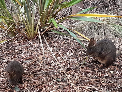 Oyster Cove Chalet - Accommodation 4U 16