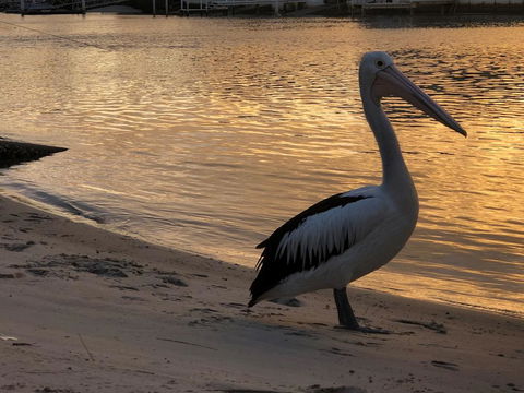 Pelican Cove Apartments - Accommodation 4U 1