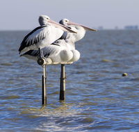 Pelican Perch Retreat - Accommodation 4U
