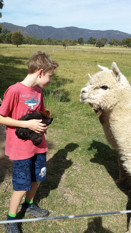 Starline Alpacas Farmstay Resort - Accommodation 4U 3