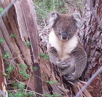 Stringybark Hills Retreat - Accommodation 4U