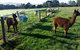 Tamar Valley Farm Stay - thumb 2